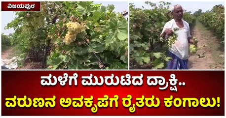 ವಿಜಯಪುರ-ಮಳೆಗೆ ಮುರುಟಿದ ದ್ರಾಕ್ಷಿ..-ವರುಣನ ಅವಕೃಪೆಗೆ ರೈತರು ಕಂಗಾಲು!
