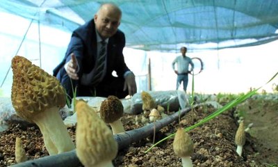 Tazesinin kilosu 400, kurusu 3 bin TL... Türkiye'de ilk defa üretimi yapıldı