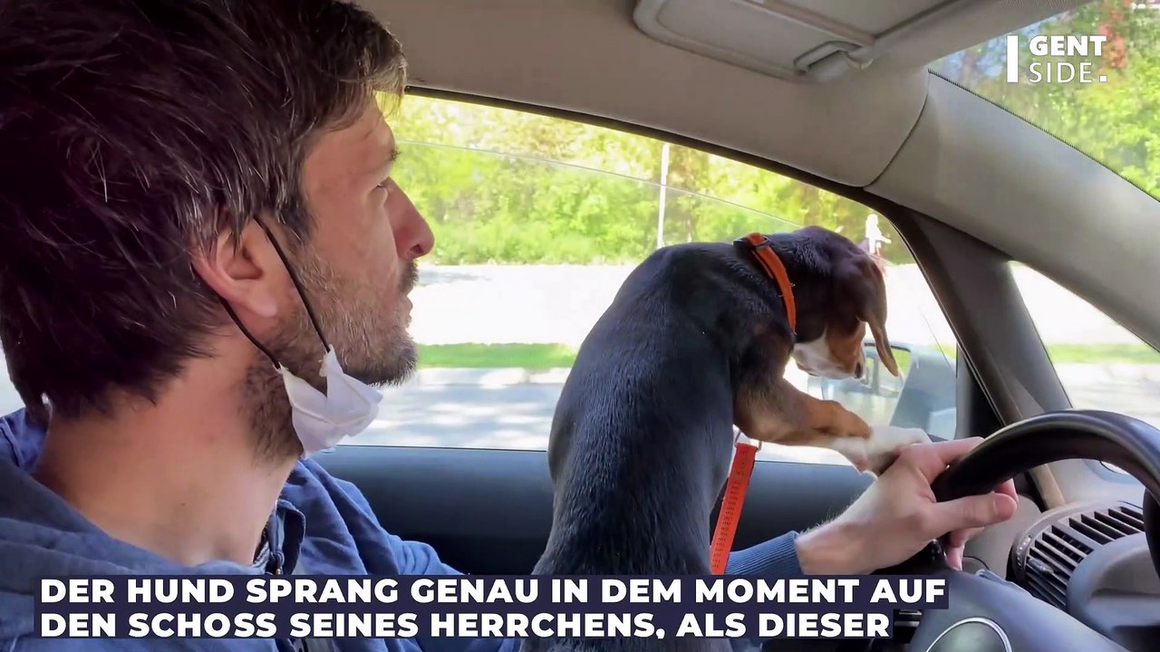 Hund geblitzt