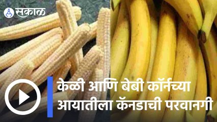 Banana Exports | केळी आणि बेबी कॉर्नच्या आयातीला कॅनडाची परवानगी  | Sakal |