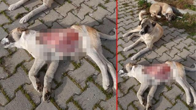 Yavru köpek, derisinin bir kısmı yüzülmüş halde ölü bulundu