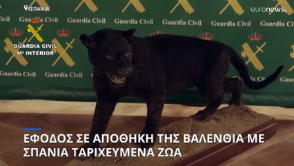 Σπάνια ταριχευμένα ζώα εντοπίστηκαν σε αποθήκη της Βαλένθια