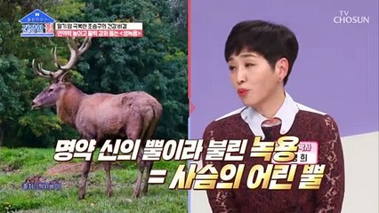 면역력 높여주고 생기와 원기 충전에 좋은 『생녹용』 TV CHOSUN 20220411 방송