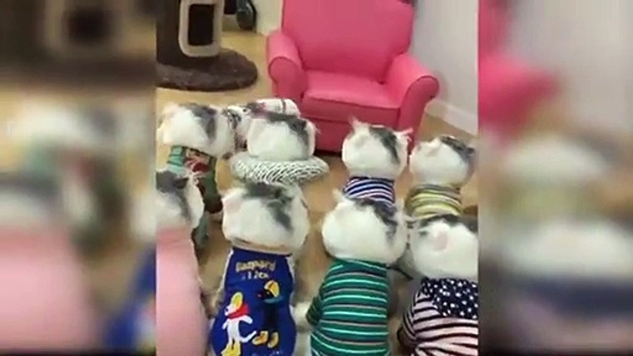Funny Cats 1
