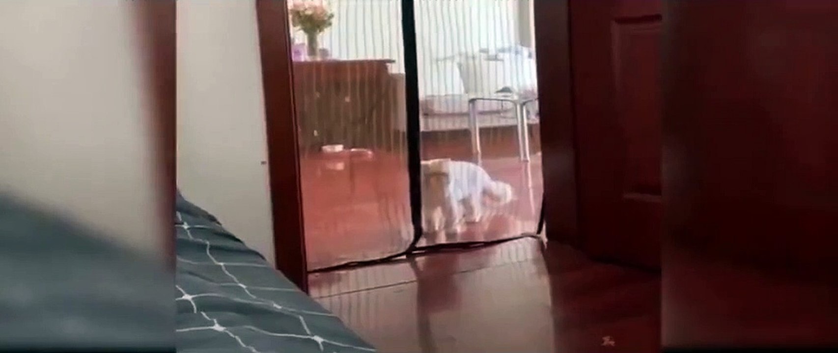 Funny Cats 2
