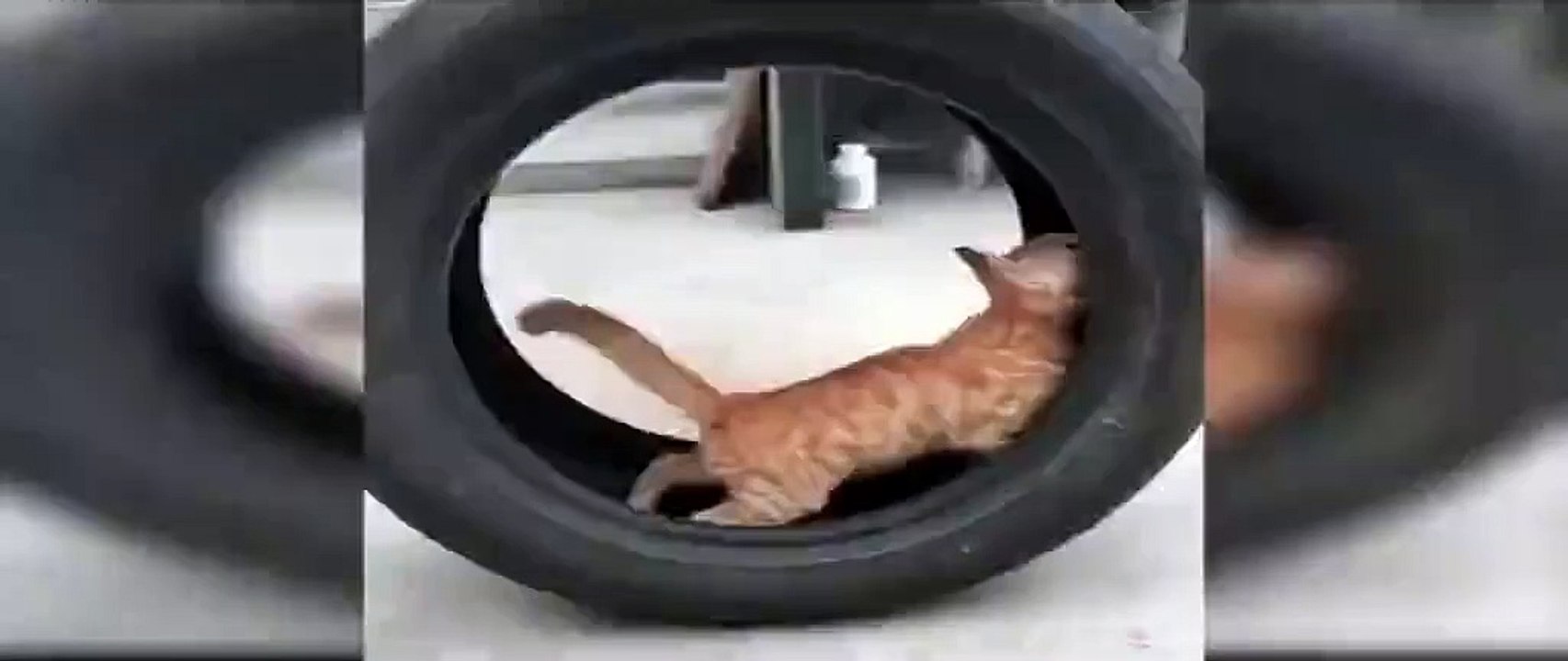 Funny Cats 3