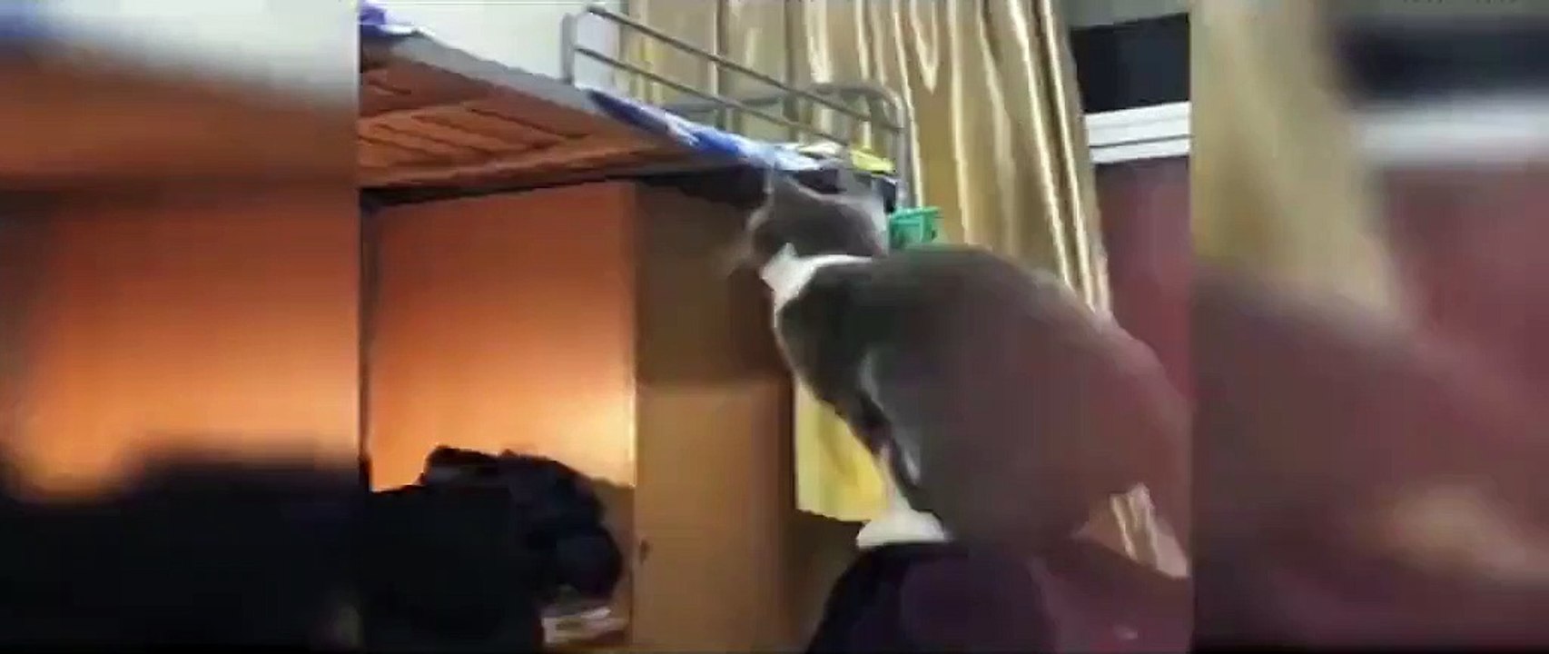 Funny Cats 4