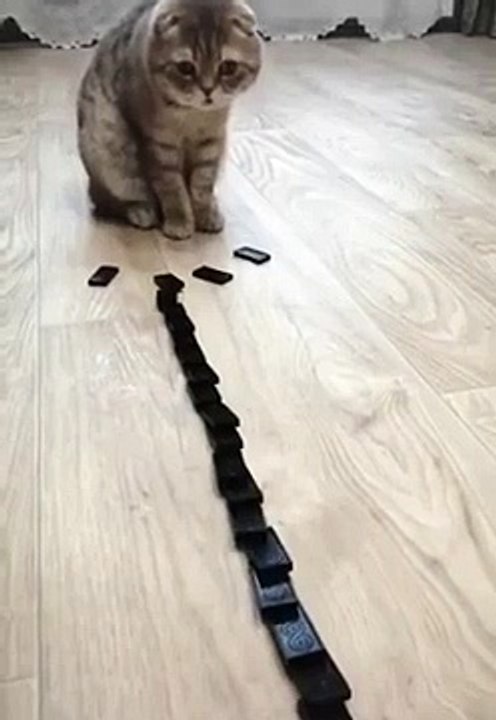 funny cats