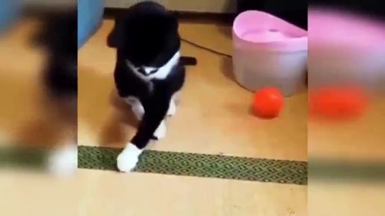 Watching funny cats 1