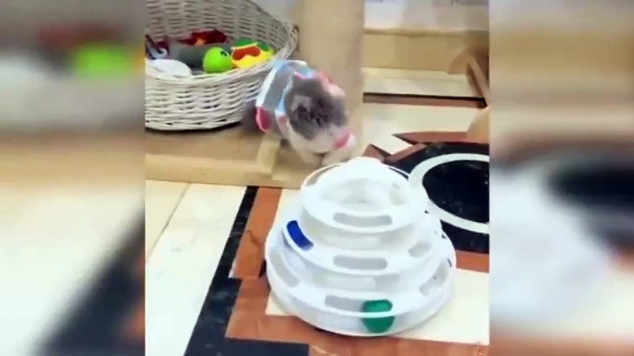 Watching funny cats 2
