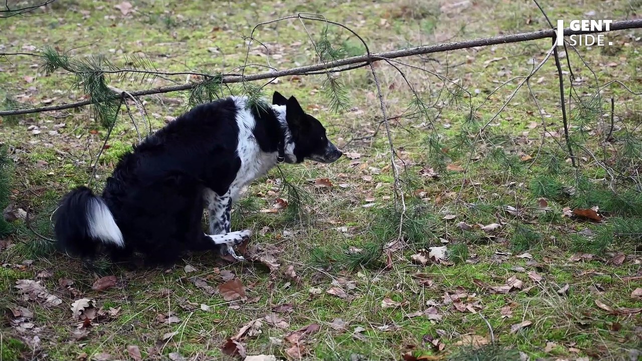 Hundekot hat negative Auswirkungen auf die Umwelt