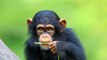 Scientists conclude Humans inherited their love of alcohol from Monkeys