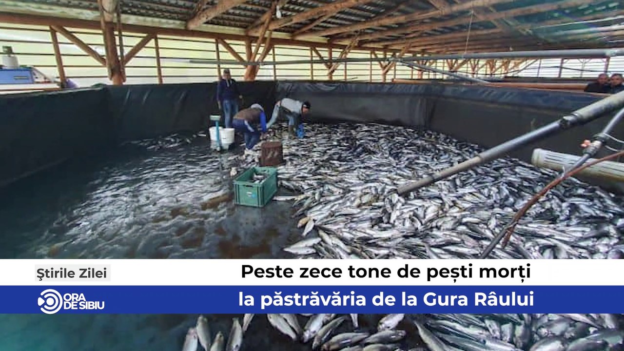 Știrile zilei la Sibiu - Peste zece tone de pești morți la păstrăvăria de la Gura Râului, Au început pregătirile Târgului de Paște la Sibiu şi Accident mortal pe Valea Oltului - Un sibian a murit