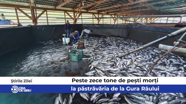 Știrile zilei la Sibiu - Peste zece tone de pești morți la păstrăvăria de la Gura Râului, Au început pregătirile Târgului de Paște la Sibiu şi Accident mortal pe Valea Oltului - Un sibian a murit