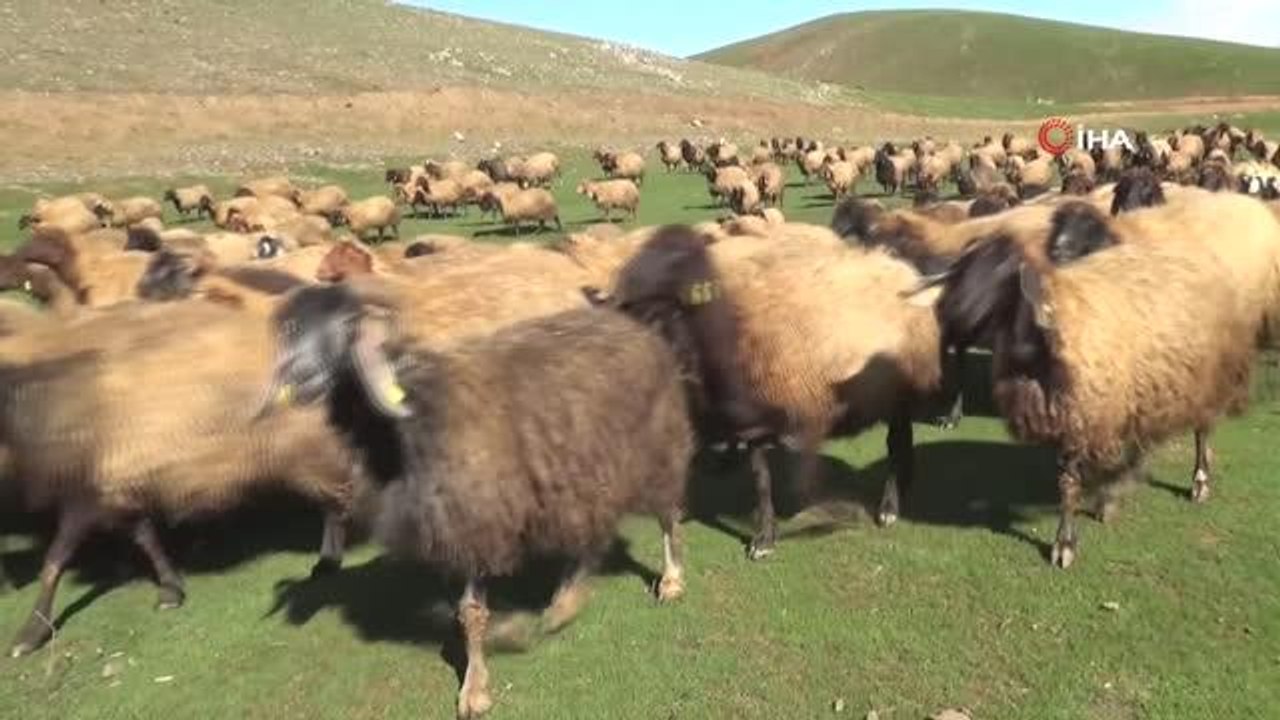 Kışı atlatan besicileri yüksek maliyetli çoban telaşı sardı: 8 bin lira maaşla çoban bulmakta zorlanıyorlar