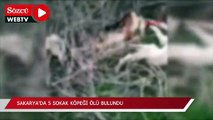 Sakarya'da 5 sokak köpeği ölü bulundu