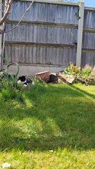 Rabbit Chases Cat Away