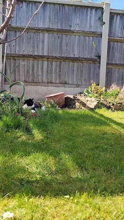 Rabbit Chases Cat Away