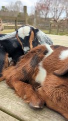 Baby Goats Napping