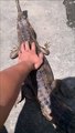 Caresser le dos d'un gavial du Gange : risqué