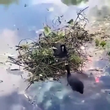 Il joue les fournisseurs de bois pour cette poule d'eau qui fait son nid