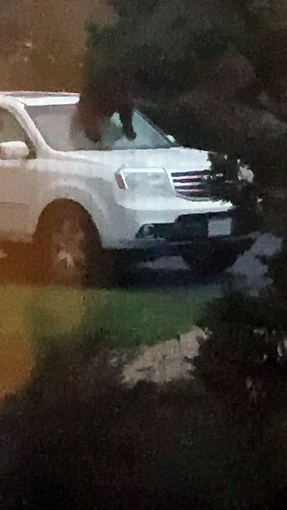 Momma Bear Trapped in SUV Breaks Through Hole in Front Windshield Unharmed