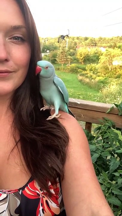 Kiwi the Blue Chicken is Well Trained and Comes...