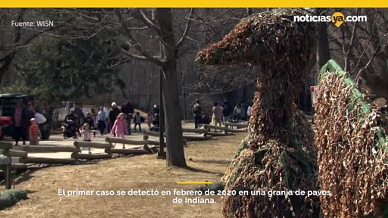 Los zoológicos de EE. UU. cierran temporalmente exhibiciones de aves a medida que la gripe aviar altamente patógena se propaga a 31 estados