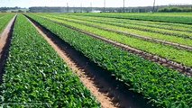 Awesome, The Best Lettuce Cultivation in the World - Agriculture Technology Modern