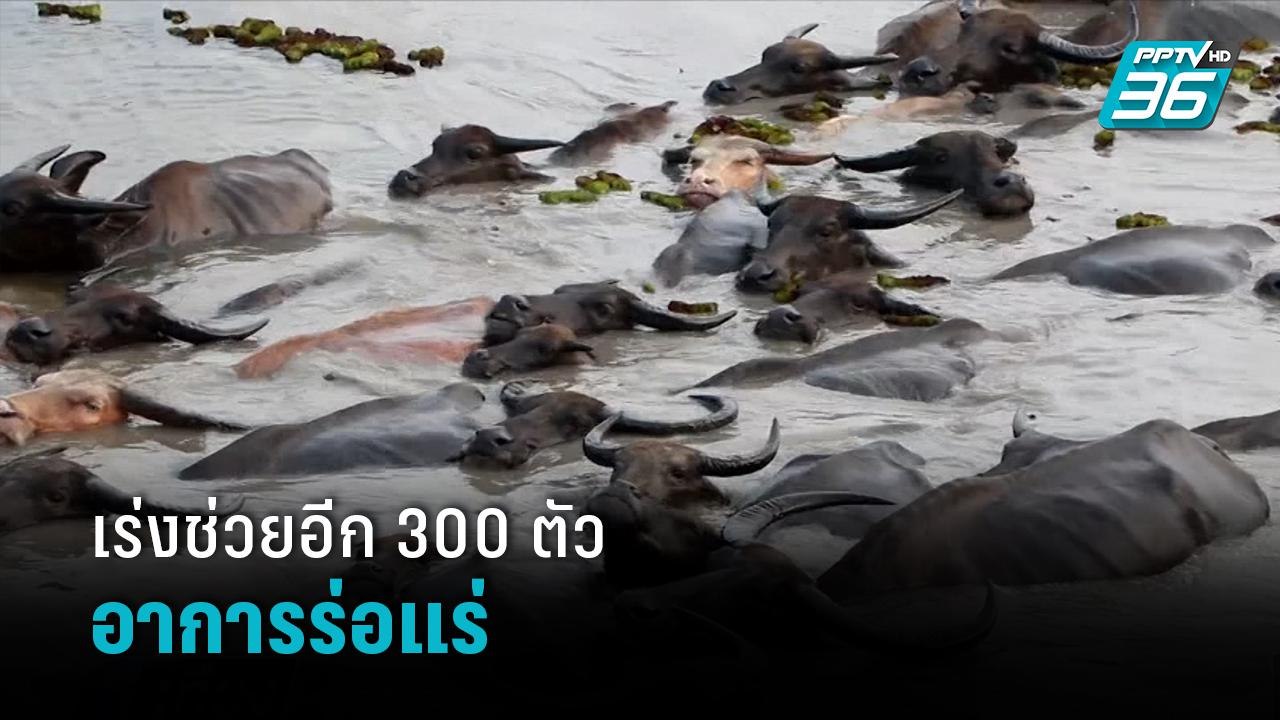 พัทลุง เร่งช่วย "ควายน้ำ" อีก 300 หลังขาดอาหารต...