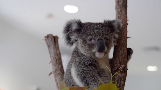 University of Newcastle's koala biobanking project | April 13, 2022 | Newcastle Herald