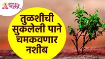 सुकलेली तुळशीची पाने नशीब चमकवणार का? Will the dried basil leaves make you shine? Tulsi Plant Info