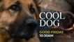 Holy Week 2022: Cool Dog | Teaser