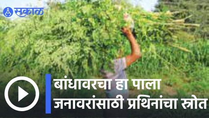 Green Fodder | बांधावरचा 'हा' पाला जनावरांसाठी प्रथिनांचा स्रोत  | Sakal |