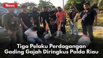 Tiga Pelaku Perdagangan Gading Gajah Diringkus Polda Riau !!