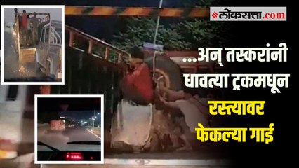 Download Video: पोलीस आणि गाई तस्करांमध्ये रात्री रंगला थरार, व्हिडीओ व्हायरल