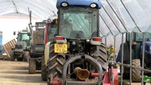 Kent's farmers fear price of produce could skyrocket as labour shortage plagues their sector