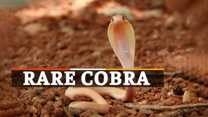 Watch | Rare Albino Cobra Rescue
