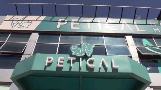 Ayakları kesilmiş halde bulunan karga tedaviye alındı