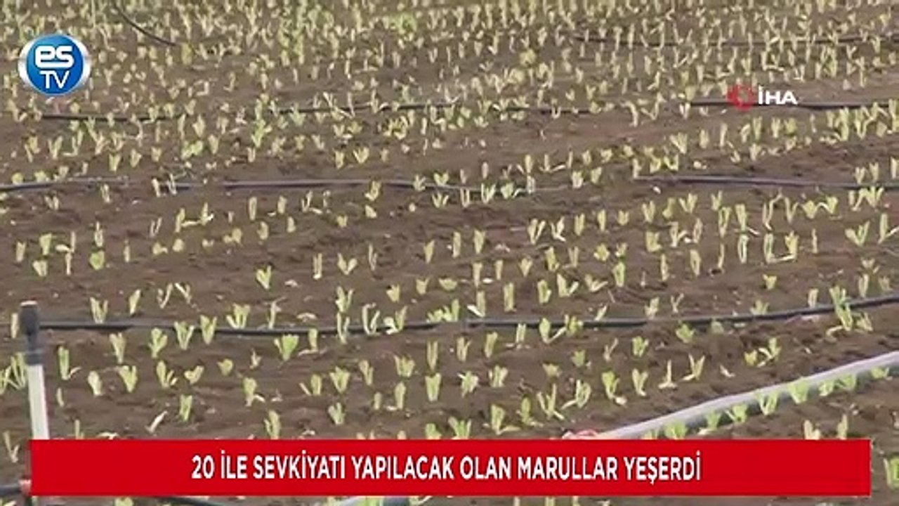 20 ile sevkiyatı yapılacak olan marullar yeşerdi