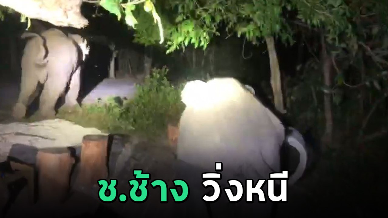 2 ช้างป่า ตกใจวิ่งหนีหางจุกตูด หลังได้ยินเสียงคนถามว่า มาทำอะไรกัน