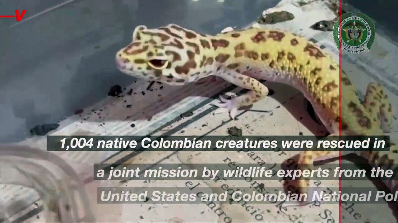 Wildlife Authorities Rescue More Than 1,000 Exotic Animals During Illegal Trafficking Sting