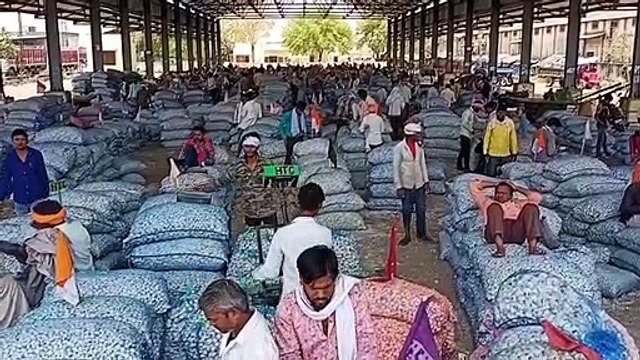 मंडी में हुई चार हजार कट्टे लहसुन की आवक, भाव में रह रही मंदी