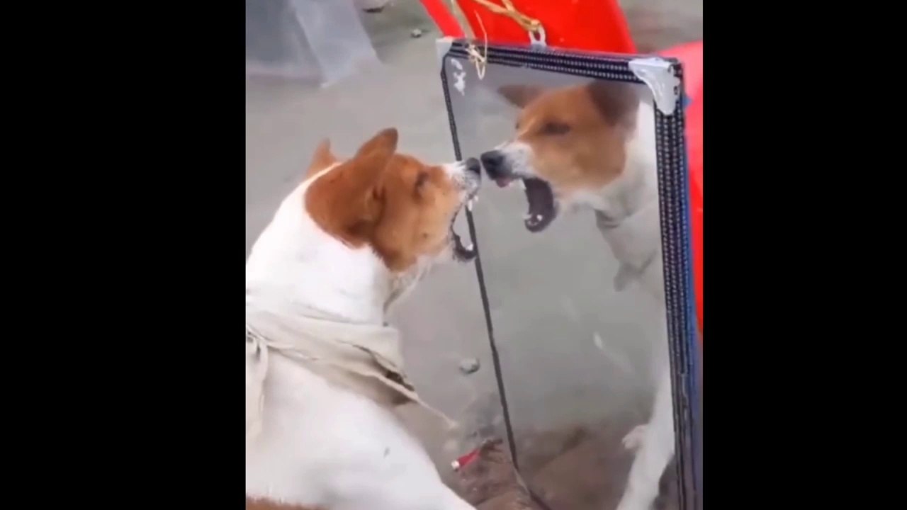funny animals