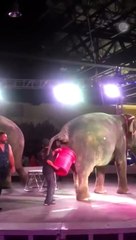 Công việc hốt phân voi kiếm bội tiền