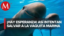 Marina y ONG cambian estrategia de proteccion a la vaquita marina