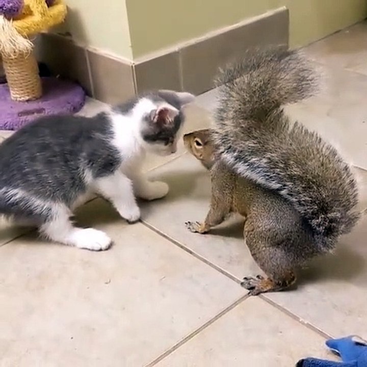 Okay but really what are dis Kitteh and squirrel are perplexed aoi  luna the presa of positivity via Instagram adoptapet adoptapetcom