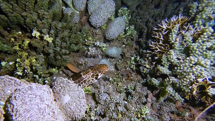 'Head-turning footage of a 'walking shark' marching through the mangroves of Raja Ampat (Indonesia)'