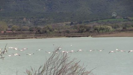 ÇANAKKALE - Gelibolu Yarımadası'na göçmen flamingolar bu yıl da geldi