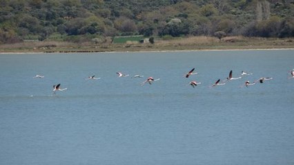 SUVLA GÖLÜ'NÜN MİSAFİRİ FLAMİNGOLAR GELDİ